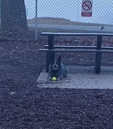 McKinney Bark Park