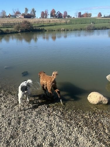 Canine Meadow - Dog Park