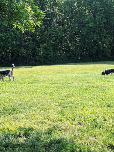 Canine Meadow - Dog Park