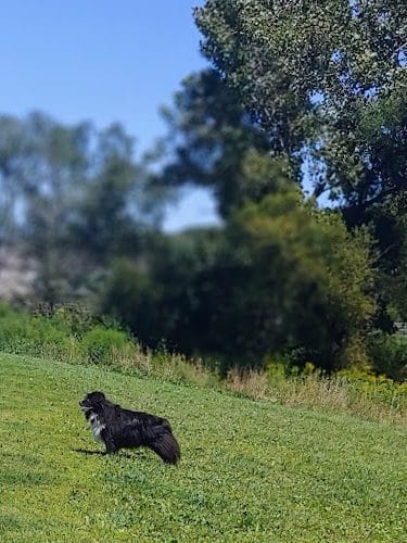 Canine Meadow - Dog Park