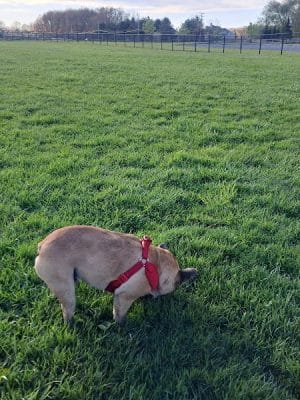 Canine Meadow - Dog Park