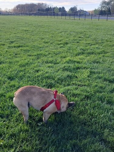 Canine Meadow - Dog Park