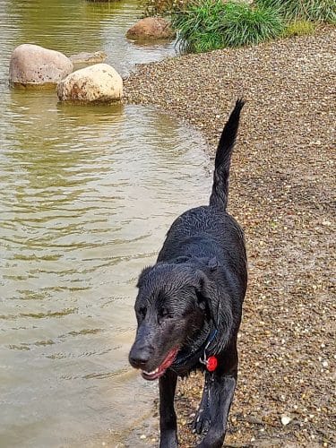 Canine Meadow - Dog Park