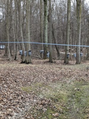 Canine Meadow - Dog Park