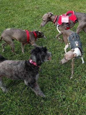 Canine Meadow - Dog Park