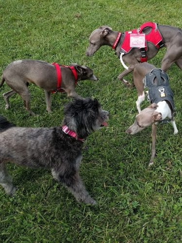 Canine Meadow - Dog Park