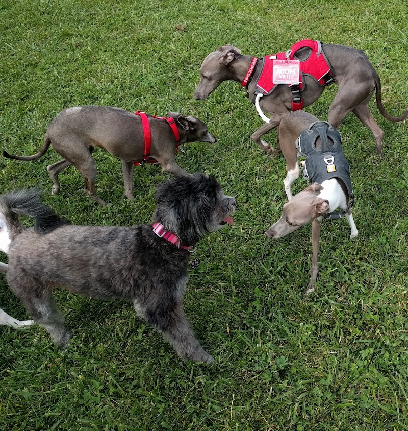 Canine Meadow - Dog Park - Kirtland, OH