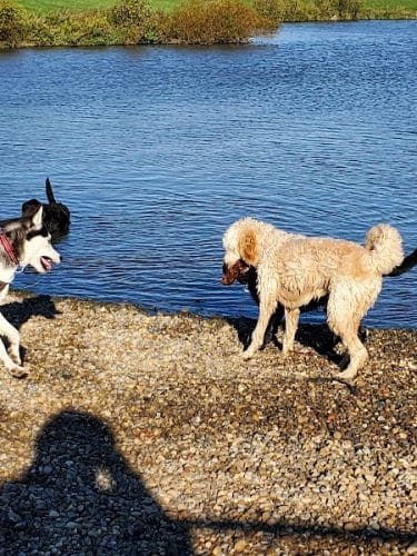 Canine Meadow - Dog Park
