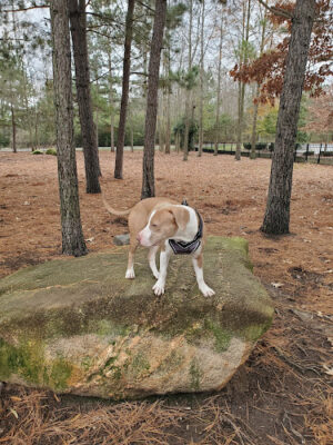 Ashley Wilder Dog Park
