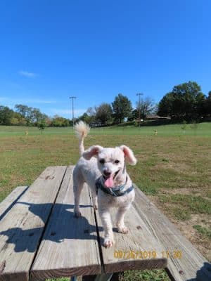 Paws and Pals Dog Park - Knoxville, IA
