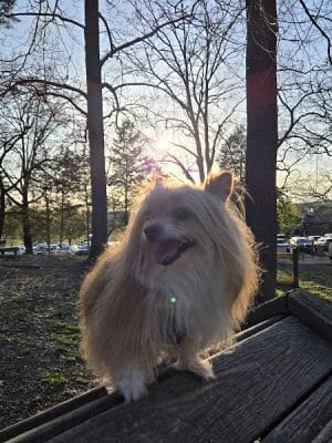 Dogwood Park