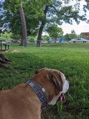 Dogwood Park