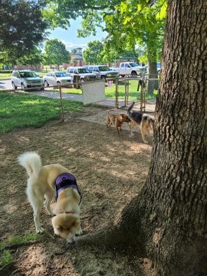Dogwood Park