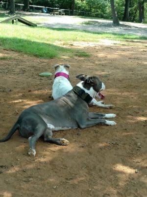 Dogwood Park