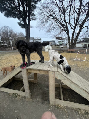 Kulpmont Dog Park
