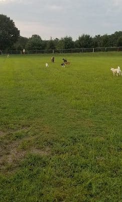 Kutztown Dog Park