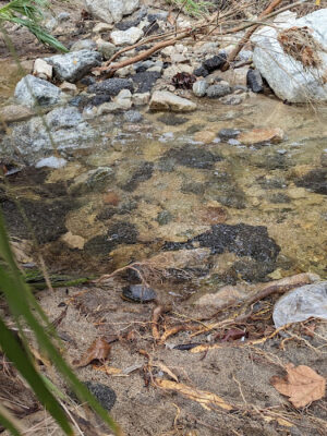 Flint Canyon Trail
