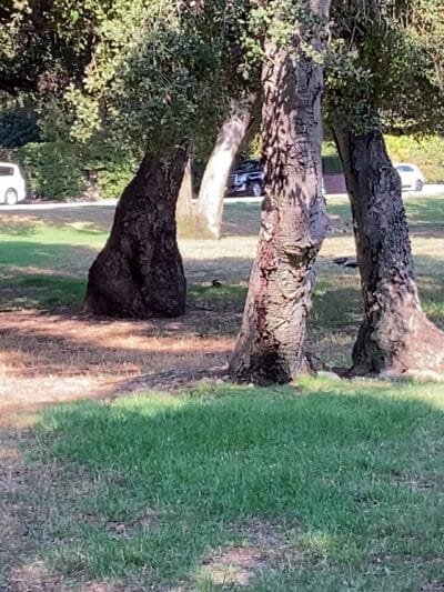 Crescenta Valley Community Regional Park - La Crescenta-Montrose, CA