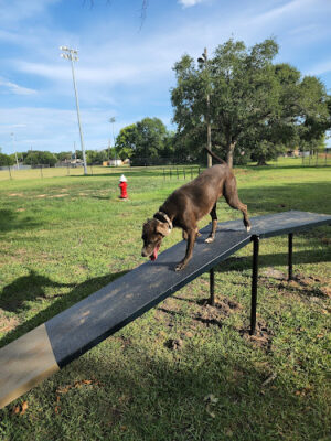 Farrington Dog Park