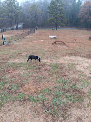 City of LaFayette Dog Park