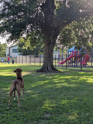 Beaullieu Park Dog Park