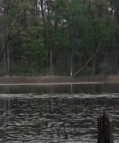 Rose Lake Wildlife Area - Parking Lot - Laingsburg,