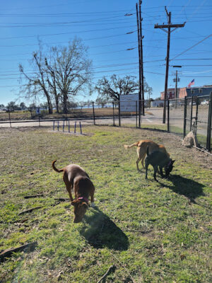 Bark Du Lac Dog Park