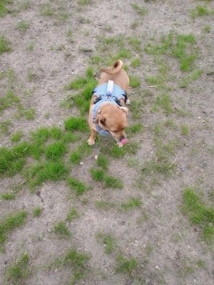 Elmo's Pup Park