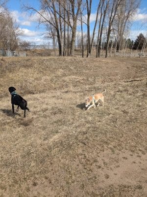 Elmo's Pup Park