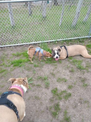 Lake Elmo Dog Park