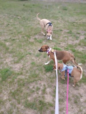Lake Elmo Dog Park