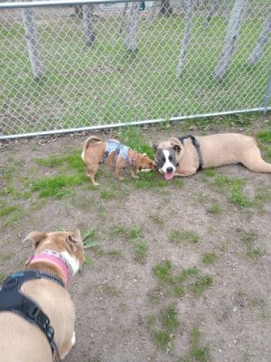 Lake Elmo Dog Park