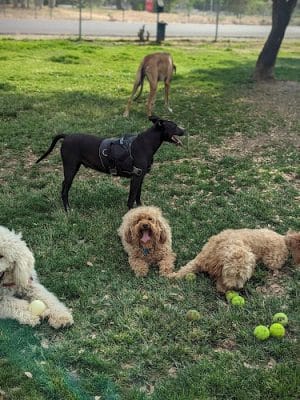 Kern Valley Dog Park - Lake Isabella, CA