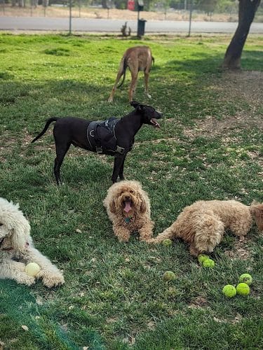 Kern Valley Dog Park - Lake Isabella, CA