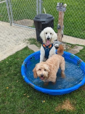 Kern Valley Dog Park - Lake Isabella, CA