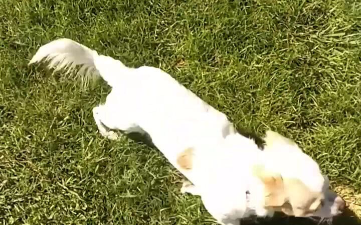 Kern Valley Dog Park - Lake Isabella, CA