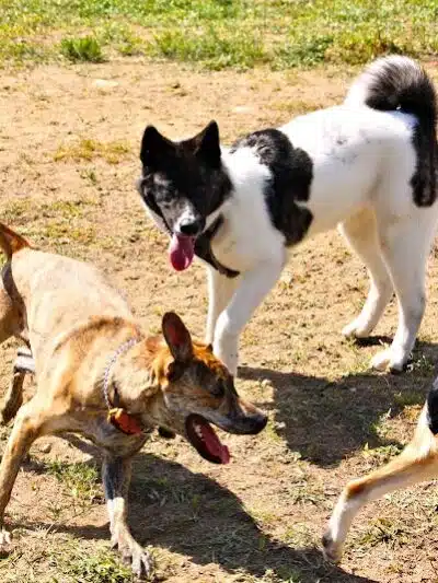 Lake George Dog Park - Lake Luzerne, MI