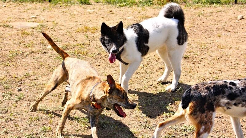 Lake George Dog Park - Lake Luzerne, MI