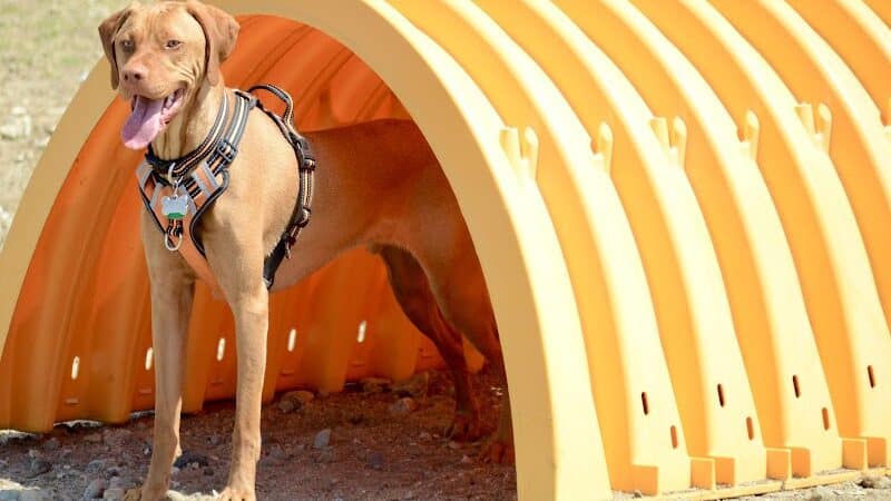 Lake George Dog Park - Lake Luzerne, MI