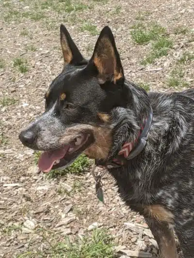 Lake George Dog Park - Lake Luzerne, MI