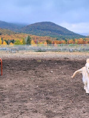 Lake George Dog Park