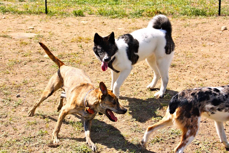 Lake George Dog Park - Lake Luzerne, NY