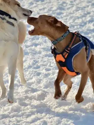 Lake George Dog Park - Lake Luzerne, NY