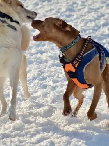 Lake George Dog Park - Lake Luzerne, NY
