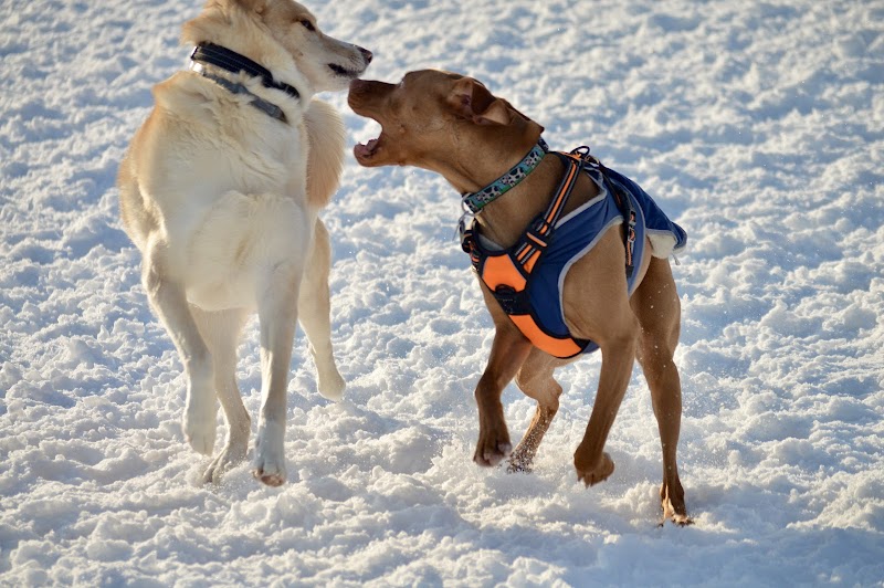 Lake George Dog Park - Lake Luzerne, NY