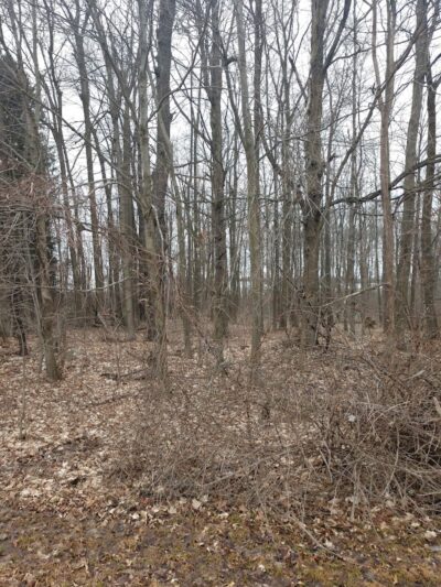 Jordan Lake Trail - Lake Odessa,
