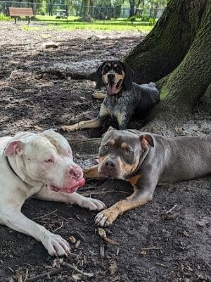 Dog Leg Woods - Lakeland, FL