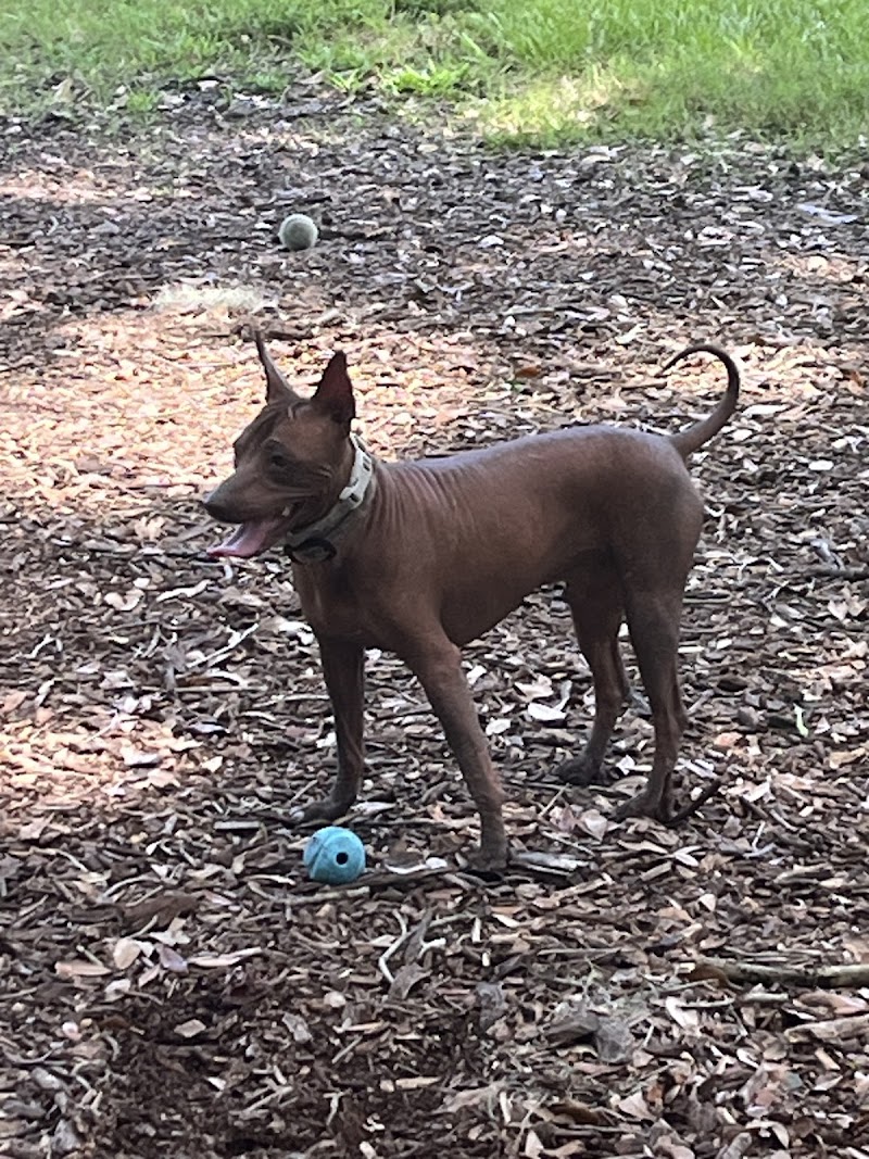 Dog Leg Woods - Lakeland, FL