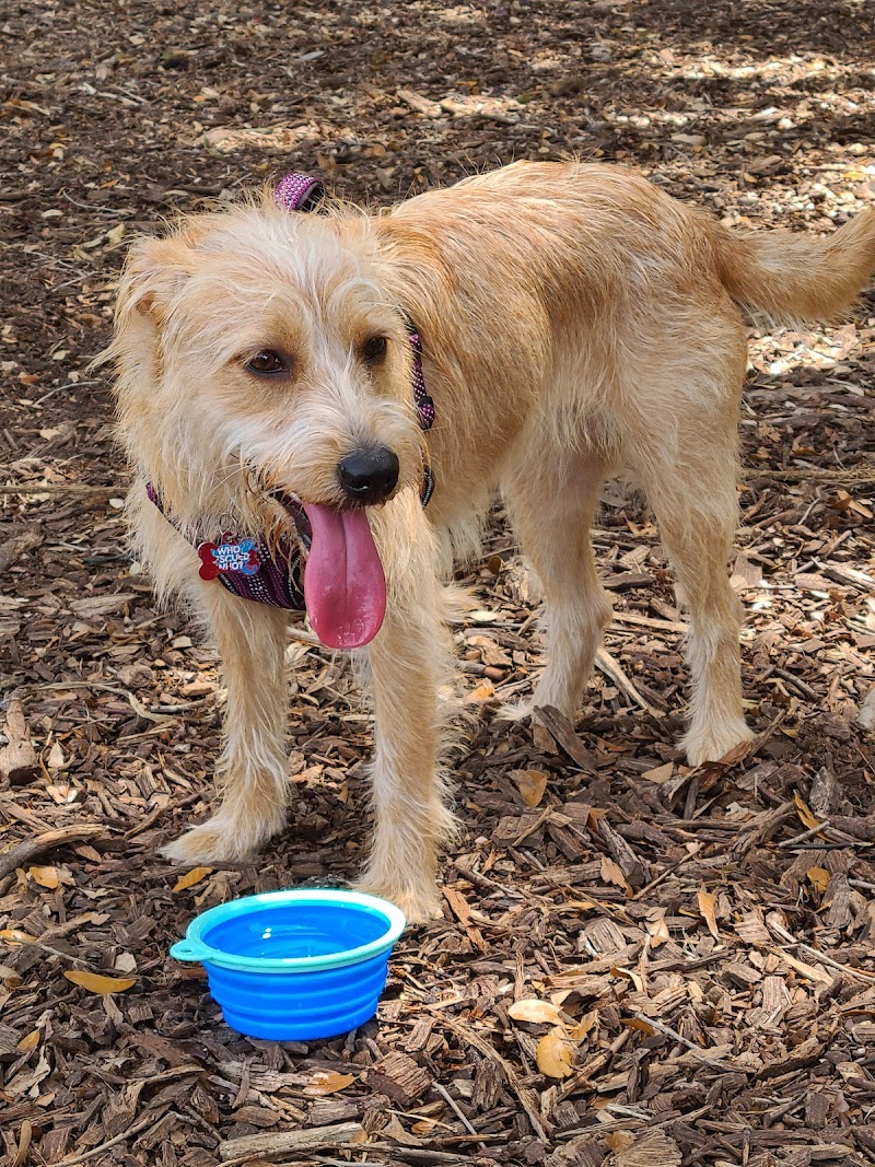 Dog Leg Woods - Lakeland, FL