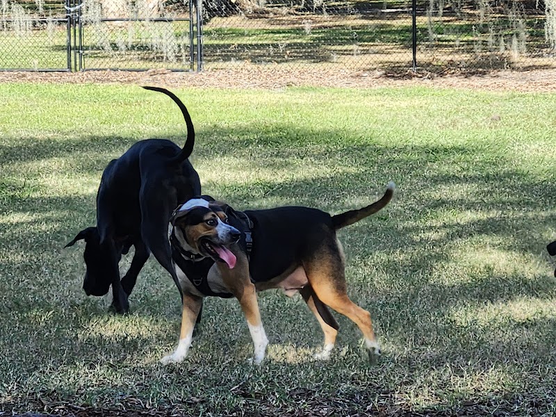 Dog Leg Woods - Lakeland, FL